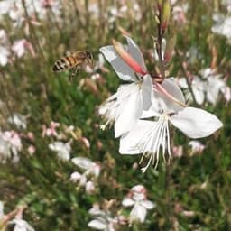 la miellerie des breuleux #5