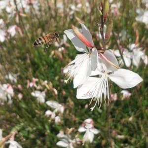 la miellerie des breuleux