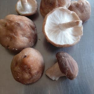 SHIITAKES
