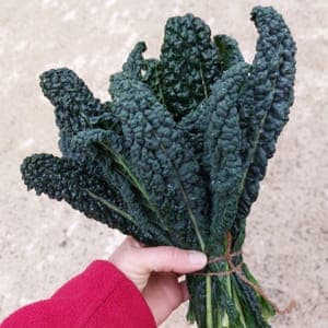 chou kale "noir de toscane"