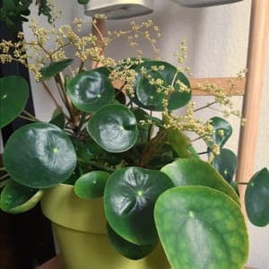 Piléa peperomioides