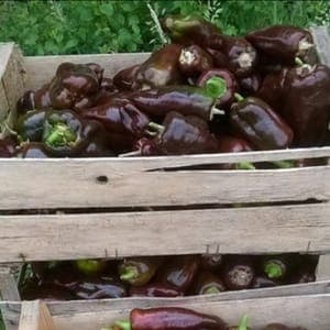 Poivron Chocolat