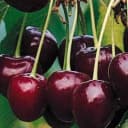 Cerisier Bigarreau "Hedelfingen" 