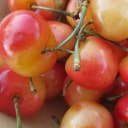Cerisier Bigarreau "Napoléon"