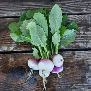 Navets nouveaux botte