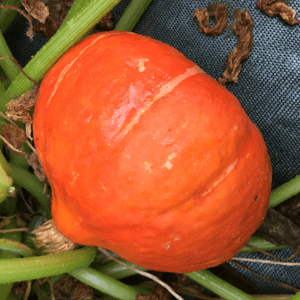 Potimarron rouge origine Dracy St Loup