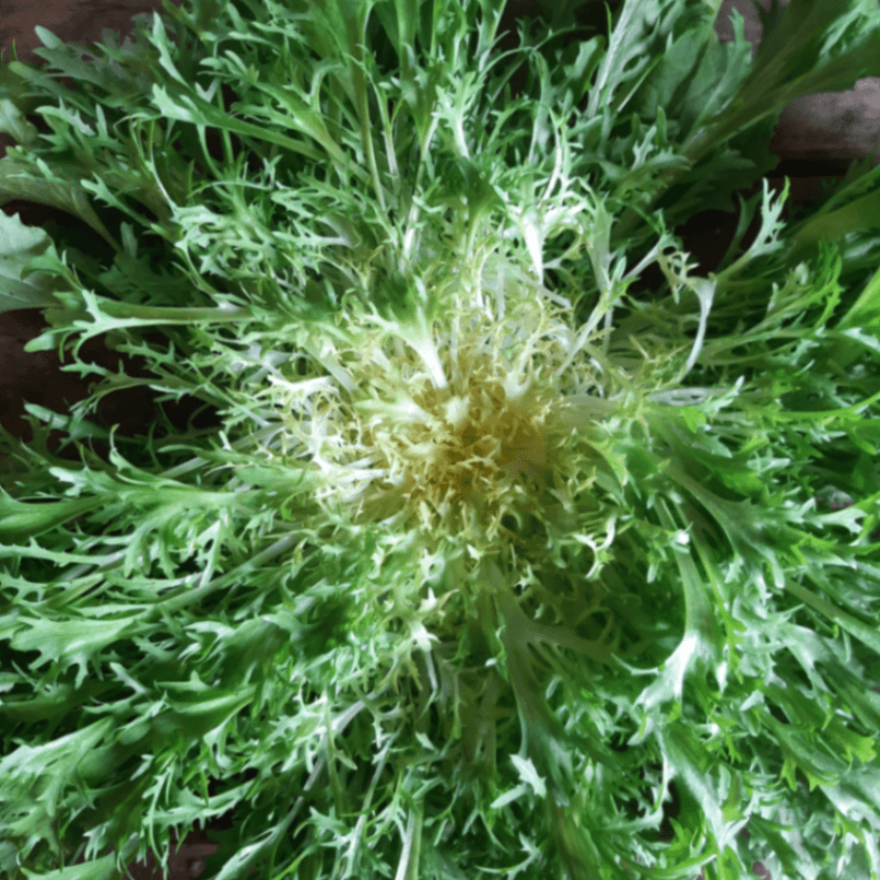 CHICOREE FRISEE FINE