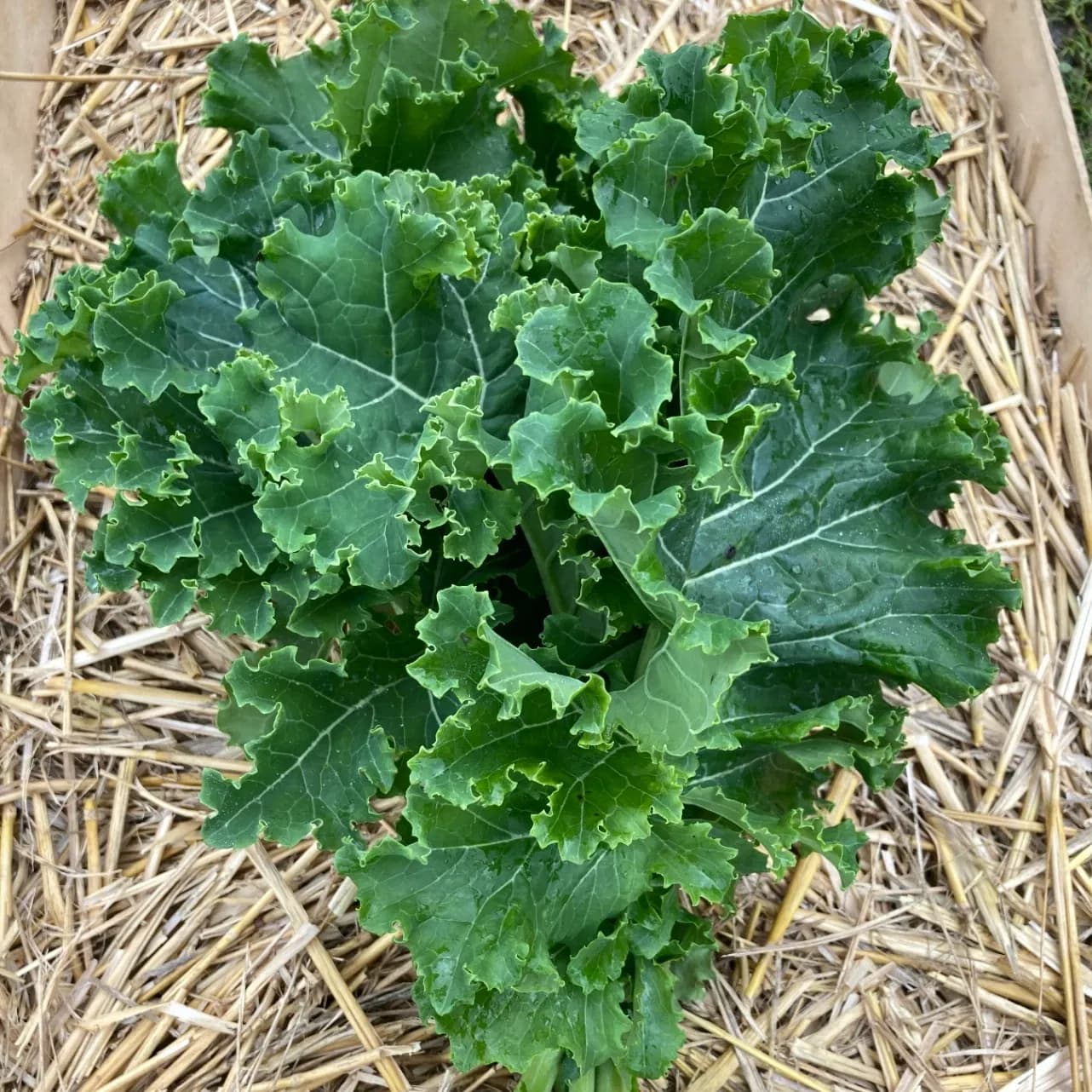 Chou Kale
