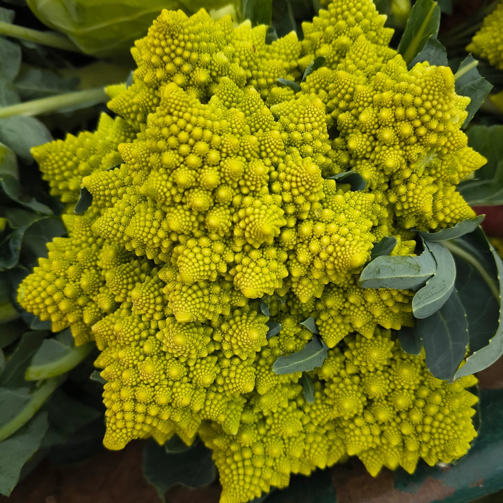 chou romanesco (par chou entier qui fait plus de 1kg) prix adapté en fonction du poids"