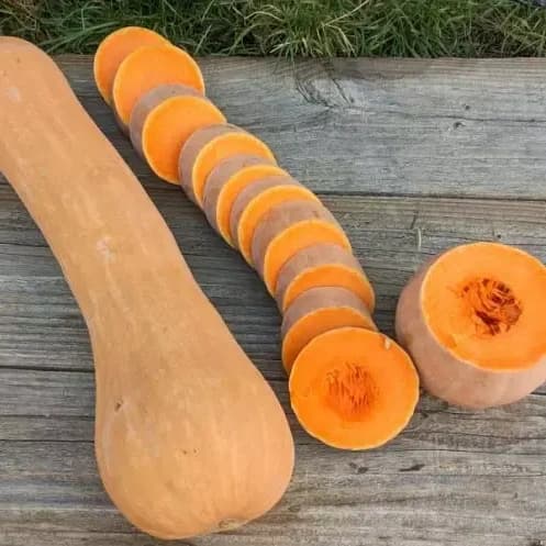 Courge longue de Nice