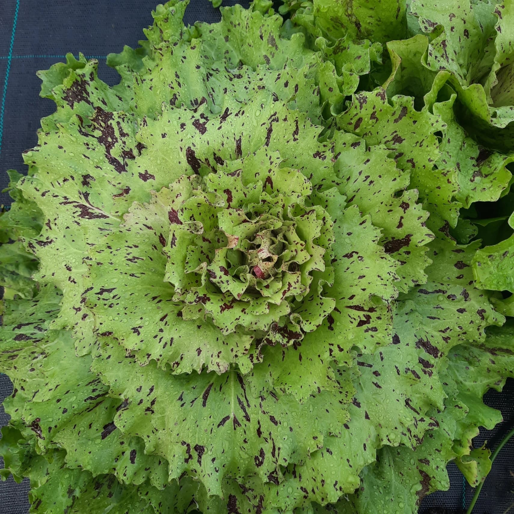 Salade Chicorée di Castelfranco 