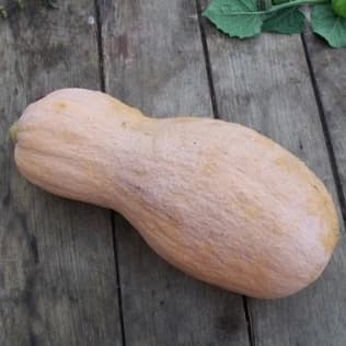 Courge VIOLINA TYPE BUTTERNUT