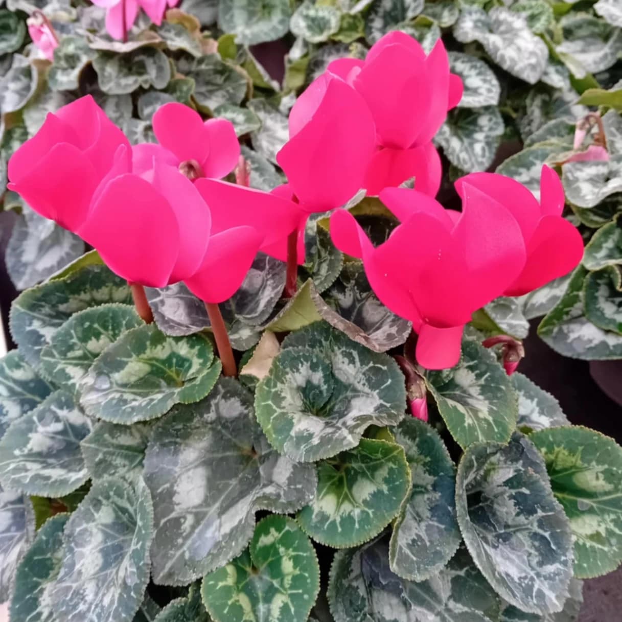 Cyclamens 