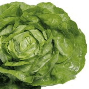 Salade beurre pommée