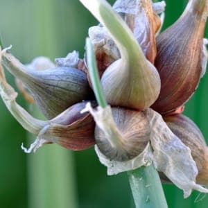 Plant Ail Rocambole