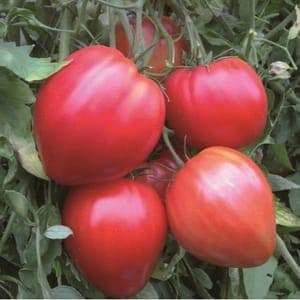 Plant de Tomates