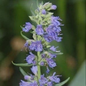 HYSOPE OFFICINALE