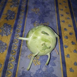 Chou rave vert pièce (environ 900g)