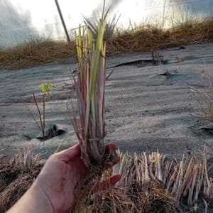 Citronnelle de Java-Plant