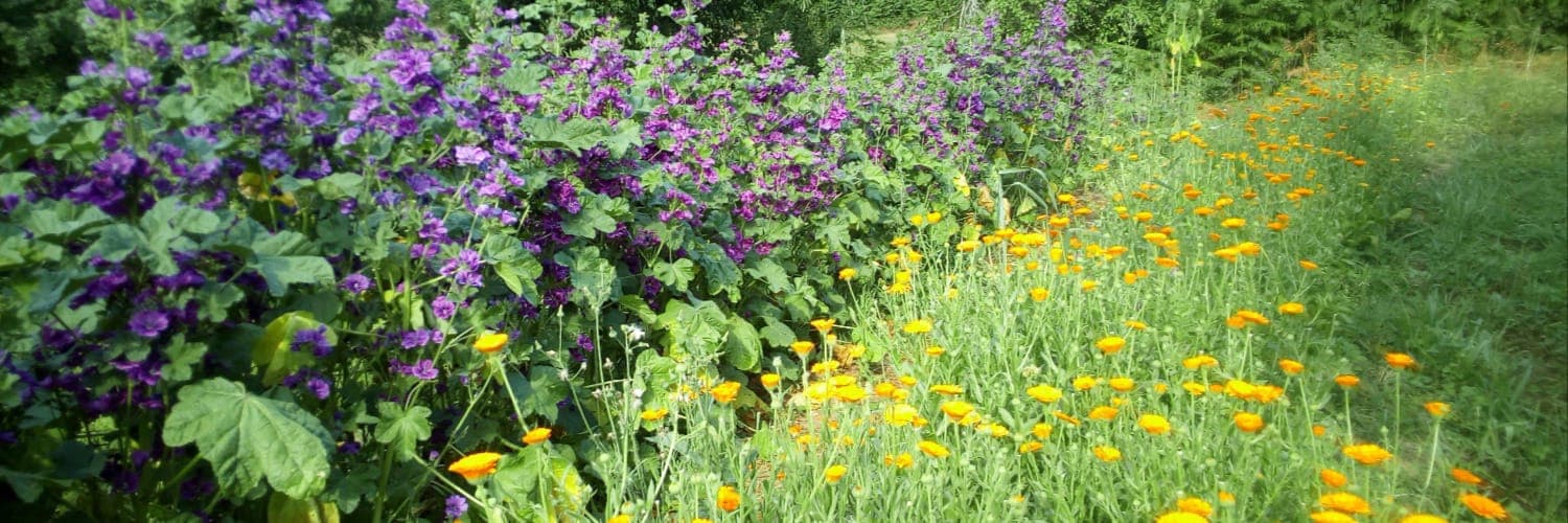 Bannière de Les Fées Cueillettes