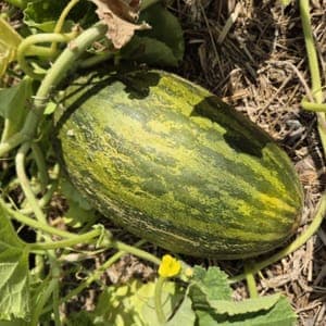 Melon vert d'espagne