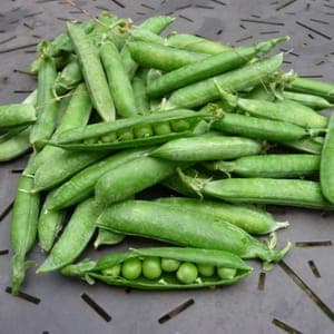 Petits pois Merveille de Keveldon
