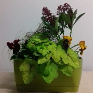 Jardinière 30 cm : 5 plantes