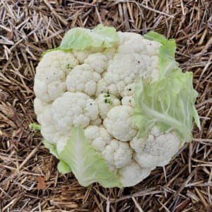 Chou fleur gros calibre