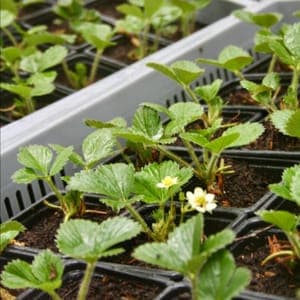 FRAISIER RUBIS DES JARDINS