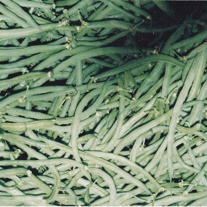 haricots verts