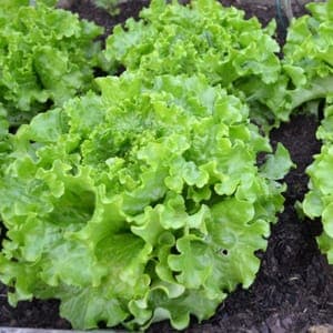 Plant de Salade Blonde