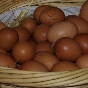 Oeufs la DZ