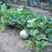 Melon du Jardin