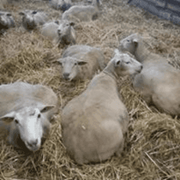 Bergerie la Courte Botte #6