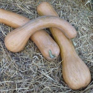 Courge longue de Nice