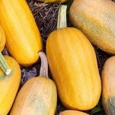 Courges spaghetti 