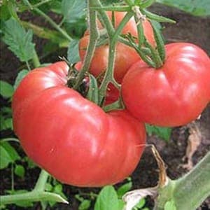 Plant de Tomate 'Rose de Berne' (étiquette rose rayée)