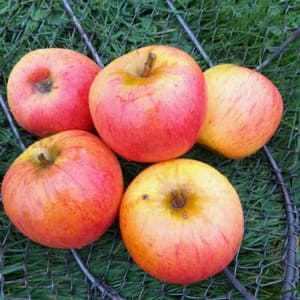 Pommes COX ORANGE