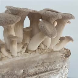 L'atelier des champignons #4