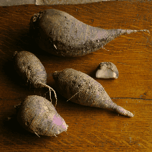 Radis Bleu d'Automne