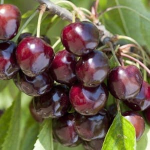 Cerisier "Bigarreau de Van"