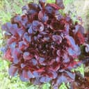 Salade Feuille de chêne rouge bio