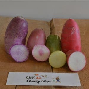 radis mélange couleur