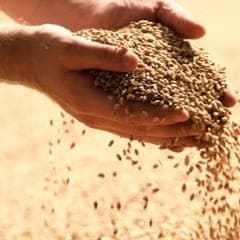 Farine de seigle Pâtissière