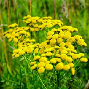 Plant de Tanaisie - vivace