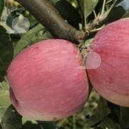 Pommier en racine nue variété