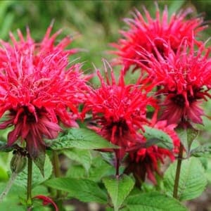 Plant aromatique vivace - MONARDE