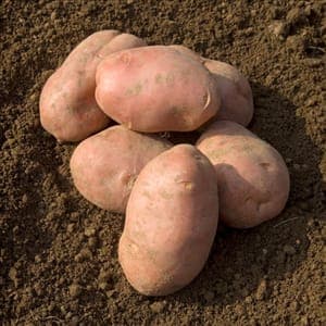 Pommes de terre "désirée" polyvalentes 