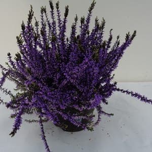 Calluna teintée violette pot 14 cm