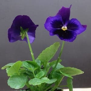 Pensée bleue à macule